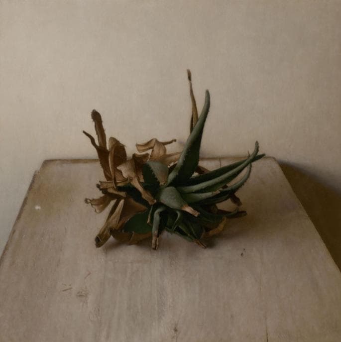 Aloe