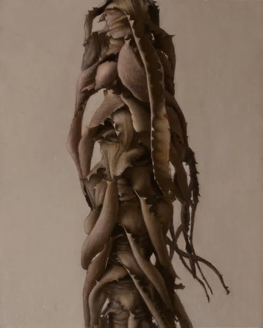Dried Aloe