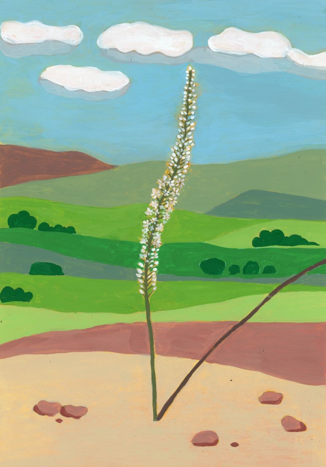 Squill