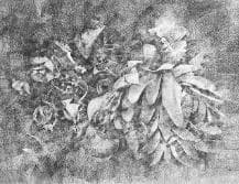 Dead Flowers