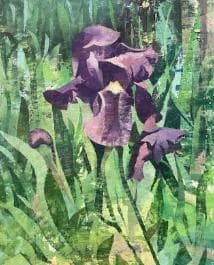 Iris