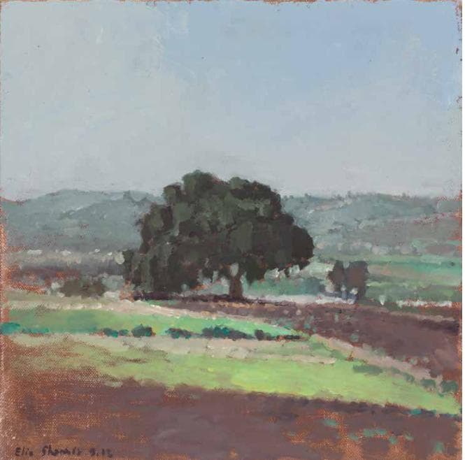 Oak in the Summer