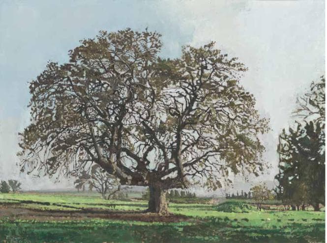 An Old Oak in Spring