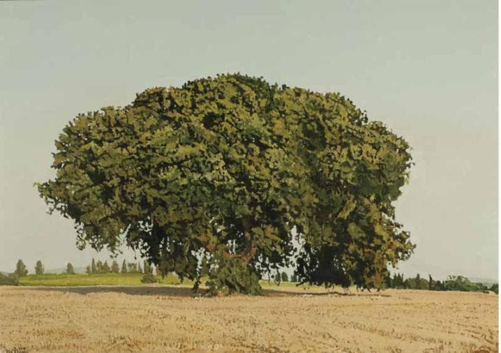 Oak in the Field