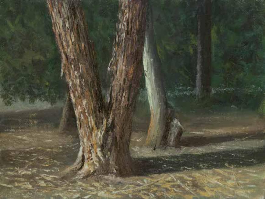 Trunk in Lachish Stream