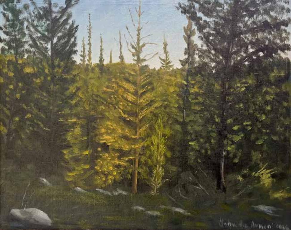 Light in Ben Shemen Forest