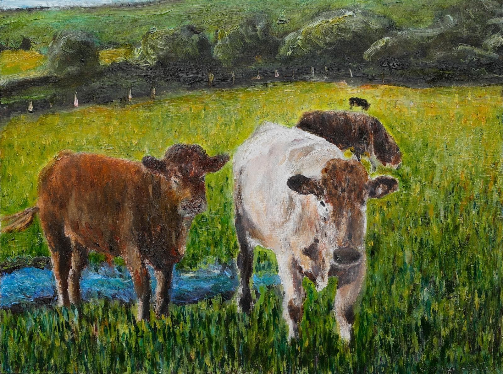 Local Bull and Cow 1