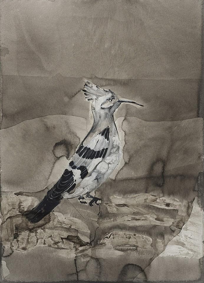 Hoopoe